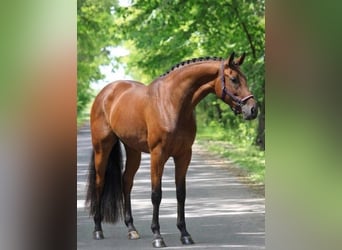 Zangersheider, Jument, 4 Ans, 168 cm, Bai