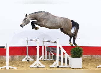 Zangersheider, Jument, 4 Ans, 168 cm