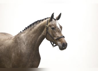 Zangersheider, Jument, 4 Ans, 168 cm, Gris