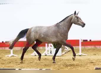 Zangersheider, Jument, 4 Ans, 168 cm, Gris