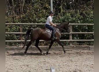 Zangersheider, Jument, 4 Ans, 168 cm, Noir