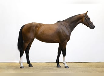 Zangersheider, Jument, 4 Ans, 169 cm, Bai brun