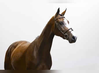 Zangersheider, Jument, 4 Ans, 169 cm, Bai brun