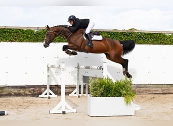 Zangersheider, Jument, 4 Ans, 169 cm, Bai brun