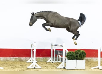 Zangersheider, Jument, 4 Ans, 169 cm