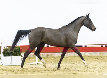 Zangersheider, Jument, 4 Ans, 169 cm