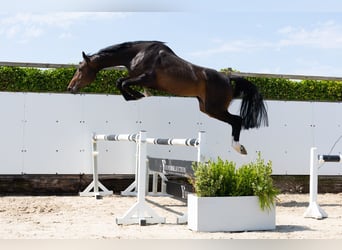 Zangersheider, Jument, 4 Ans, 170 cm, Bai brun