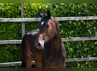 Zangersheider, Jument, 4 Ans, 170 cm, Bai brun