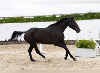 Zangersheider, Jument, 4 Ans, 170 cm, Noir Zangersheider, Jument, 4 Ans, 170 cm, Noir