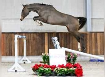 Zangersheider, Jument, 4 Ans, 172 cm, Bai cerise