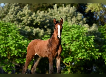 Zangersheider, Jument, 4 Ans, 172 cm, Bai