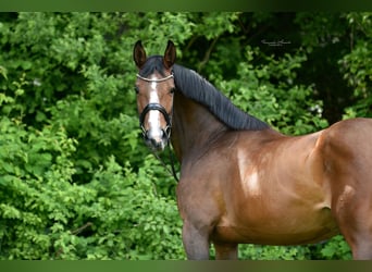 Zangersheider, Jument, 4 Ans, 172 cm, Bai