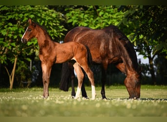 Zangersheider, Jument, 4 Ans, 172 cm, Bai