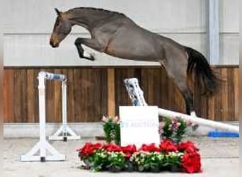 Zangersheider, Jument, 4 Ans, 173 cm, Bai cerise