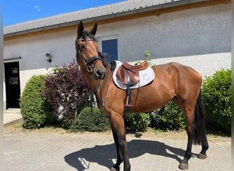 Zangersheider, Jument, 4 Ans, 174 cm, Bai