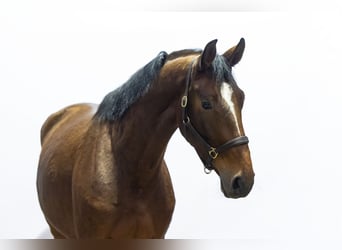 Zangersheider, Jument, 4 Ans, 174 cm, Bai