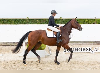 Zangersheider, Jument, 4 Ans, 175 cm, Bai