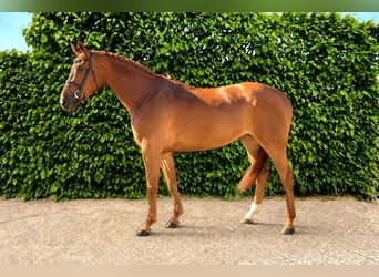 Zangersheider, Jument, 4 Ans, Alezan