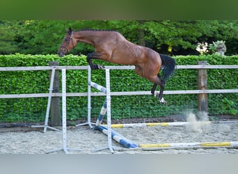 Zangersheider, Jument, 4 Ans, Bai