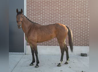 Zangersheider, Jument, 4 Ans, Bai