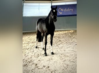 Zangersheider, Jument, 4 Ans, Noir