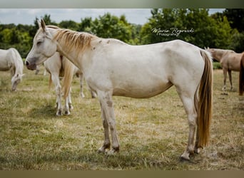 Zangersheider, Jument, 5 Ans, 154 cm, Champagne