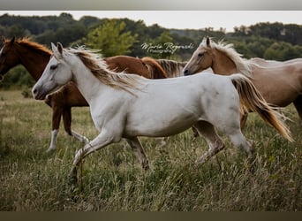 Zangersheider, Jument, 5 Ans, 154 cm, Champagne