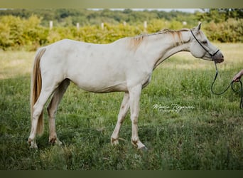 Zangersheider, Jument, 5 Ans, 154 cm, Champagne