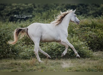 Zangersheider, Jument, 5 Ans, 154 cm, Champagne