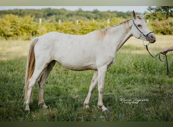 Zangersheider, Jument, 5 Ans, 154 cm, Champagne