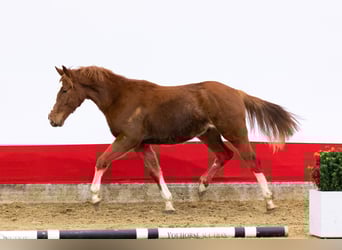 Zangersheider, Jument, 5 Ans, 155 cm, Alezan