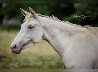 Zangersheider, Jument, 5 Ans, 155 cm, Champagne