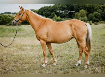 Zangersheider, Jument, 5 Ans, 156 cm, Palomino