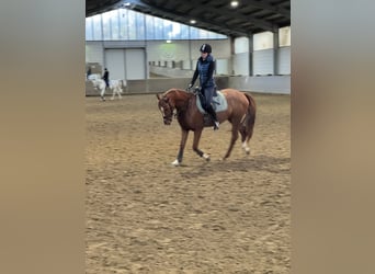 Zangersheider, Jument, 5 Ans, 158 cm, Alezan