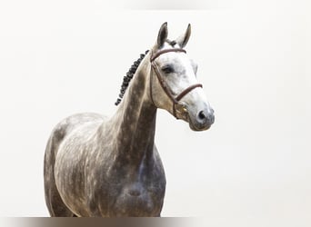 Zangersheider, Jument, 5 Ans, 159 cm, Gris