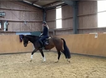 Zangersheider, Jument, 5 Ans, 160 cm, Bai