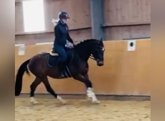 Zangersheider, Jument, 5 Ans, 160 cm, Bai