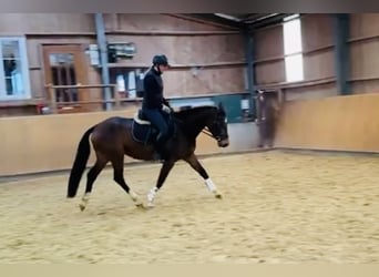 Zangersheider, Jument, 5 Ans, 160 cm, Bai