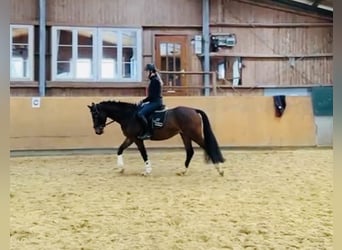 Zangersheider, Jument, 5 Ans, 160 cm, Bai