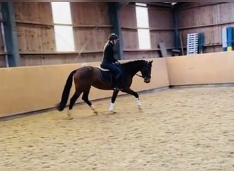 Zangersheider, Jument, 5 Ans, 160 cm, Bai