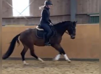 Zangersheider, Jument, 5 Ans, 160 cm, Bai