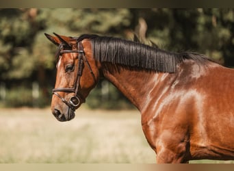 Zangersheider, Jument, 5 Ans, 160 cm, Bai