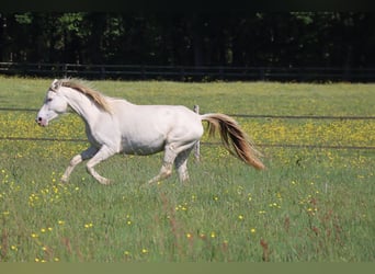 Zangersheider, Jument, 5 Ans, 160 cm, Champagne