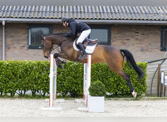 Zangersheider, Jument, 5 Ans, 160 cm