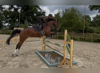 Zangersheider, Jument, 5 Ans, 162 cm, Bai