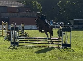 Zangersheider, Jument, 5 Ans, 162 cm, Bai