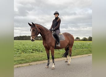 Zangersheider, Jument, 5 Ans, 162 cm, Bai