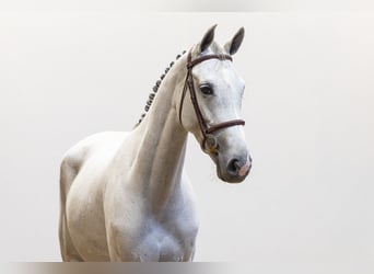 Zangersheider, Jument, 5 Ans, 162 cm, Gris