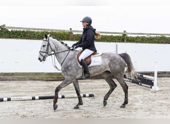 Zangersheider, Jument, 5 Ans, 164 cm, Alezan brûlé