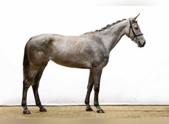 Zangersheider, Jument, 5 Ans, 164 cm, Alezan brûlé
